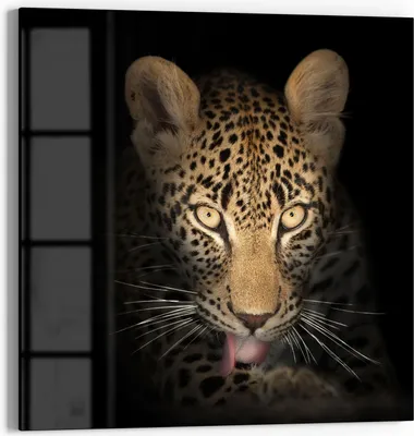 Produktbild von DEQORI Glasbild Echtglas 50x50 cm 'Schattenraubkatze' Wandbild Bild modern Deko