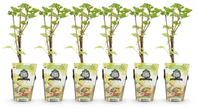 Produktbild von Witte Johannisbeerpflanzen (Ribes rubrum), winterhart, Set mit 6 Pflanzen