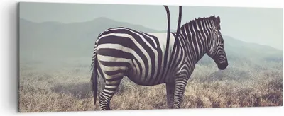 Produktbild von Bild auf Leinwand - Leinwandbild - Zebra Tier Wiese - 140x50cm - Wand Bild - Wanddeko - Wandbilder - Leinwanddruck - Bilder - Kunstdruck - Wanddekoration - Leinwand bilder - Wandkunst - AB140x50-3959