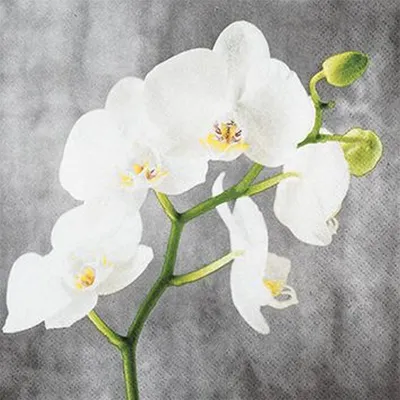 Immagine prodotto di Tovaglioli 33x33 cm - White Orchid