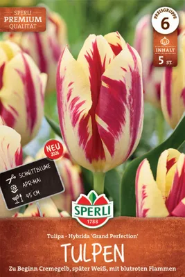 Produktbild von SPERLI Premium Triumph-Tulpe Grand Perfection Tulipa hybrids 5 Zwiebeln