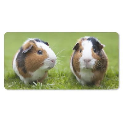 Produktbild von MuchoWow® Mauspad Mousepad Zwei Meerschweinchen 60x30 cm - Mousepads - Maus Mat - Pad - Mausunterlage - Nachhaltig