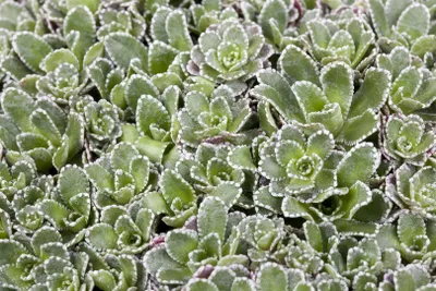 Produktbild von Saxifraga paniculata, Steinbrech, ca. 9x9 cm Topf, immergrün