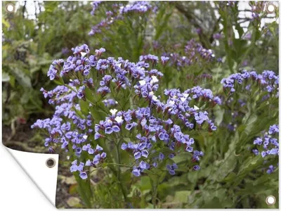 Obrázek produktu pro MuchoWow® Zahradní plakáty - Fialově zbarvené květy Limonium mezi zelenými keři - 90x120 cm - Zahradní dekorace
