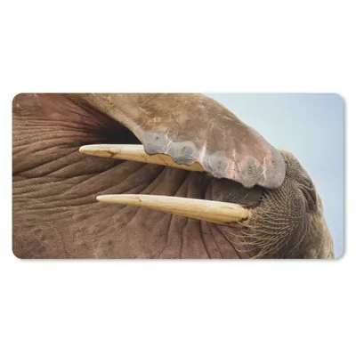Produktbild von MuchoWow® Schreibtischunterlage Walross - Tiere - Nahaufnahme 80x40 cm - XXL Mauspad - Gaming Mauspad