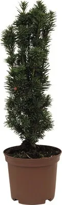 Obrázek produktu pro Tis červený FloraSelf Taxus baccata 'Fastigiata Robusta' výška 30-40 cm květináč 3,5 l sloupovitý