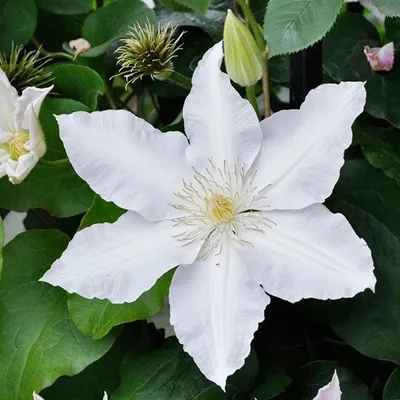 Obrázek produktu pro 2 x  plamének  - Clematis 'Gladys Picard'  | 50-60 cm v kontejneru