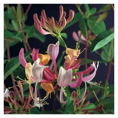 Immagine prodotto di Caprifoglio vero 60-80 cm Lonicera periclymenum Serotina- Caprifoglio