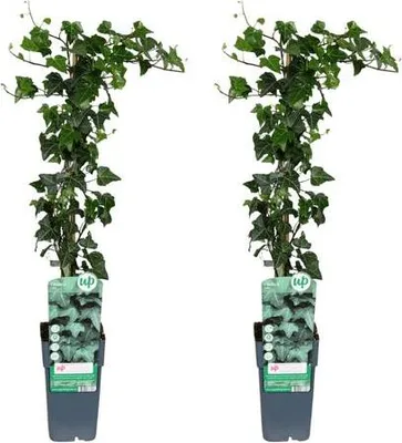 Zdjęcie produktu dla Hedera helix - bluszcz pospolity, 2 rosliny, roslina doniczkowa, srednica 15cm