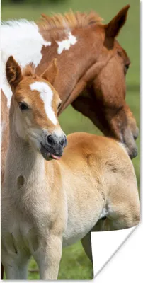 Produktbild von MuchoWow® Poster Pferde - Fohlen - Gras 20x40 cm - Plakat - Foto