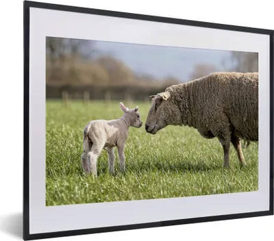 Produktbild von MuchoWow® MuchoWow® Gerahmtes Poster Schafe - Gras - Lamm 40x30 cm - Poster mit zchwarzem Bilderrahmen - Bilderrahmen - Poster im Rahmen