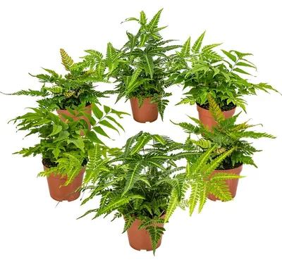 Image de Bloomique - Lot de 6 - Fougères de Jardin - Plantes Vivaces - Rustique - Persistantes - Hauteur 20-30 cm - Pot 12 cm