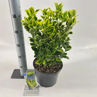 Zdjęcie produktu dla Euonymus jap. 'Aureomarginatus' – trzmielina | 35–40 cm w doniczce