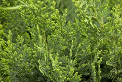 Produktbild von Chamaecyparis lawsoniana 'White Spot', Scheinzypresse, 15–20 cm