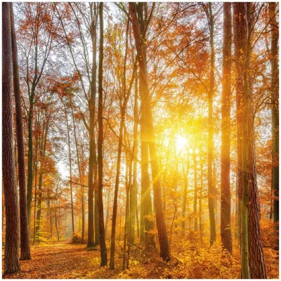 Produktbild von Wallario Premium Glasbild, freischwebende Optik, kräftige Farben, Größe 30 x 30 cm Motiv Sonnenuntergang im herbstlichen Wald
