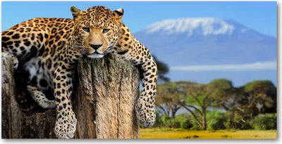 Produktbild von Tulup® Glas-Bild - 100x50 -Wandkunst - Wandbild hinter gehärtetem Sicherheitsglas  - Tiere - Leopard Stamm - Braun