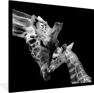 Produktbild von MuchoWow® Gerahmtes Poster Giraffe - Wildtiere - Porträt - Schwarz-Weiß 40x40 cm - Poster mit Schwarzem Bilderrahmen Wandposter Rahmen Foto Bilder - Mit Rahmen - Wanddekoration Schlafzimmer