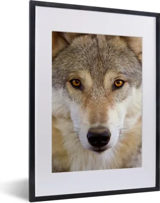 Produktbild von MuchoWow® Gerahmtes Poster Wolf - Tiere - Braun 30x40 cm - Poster mit Schwarzem Bilderrahmen Wandposter Rahmen Foto Bilder - Wandposter Schlafzimmer