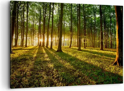 Produktbild von Bild auf Leinwand - Leinwandbild - Wald grün Sonnenstrahlen Natur - 100x70cm - Wand Bild - Wanddeko - Leinwanddruck - Bilder - Kunstdruck - Wanddekoration - Leinwand bilder - Wandkunst - AA100x70-2510