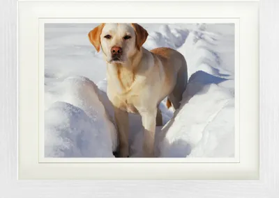 Produktbild von Hunde Gerahmtes Bild Mit Edlem Passepartout | Wand-Bilder | Im Bilderrahmen - Labrador Im Schnee (30 x 40 cm)