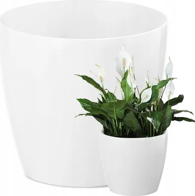 A white planter pot is shown next to a smaller white pot containing a peace lily plant.