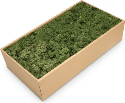 Produktbild von Islandmoos 500g in 30 Farben – Konserviertes Rentiermoos Natur, Farbe:Moosgrün