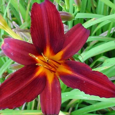 Image de 6 x hémérocalle - Hemerocallis 'Flaming Sword' | Pot 9 cm x 9 cm