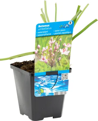 Produktbild von Butomus Umbellatus, Schwanenblume, Teichpflanze, 10-20 cm, Topf 9 cm