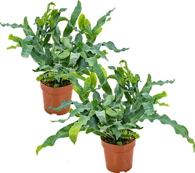 Zdjęcie produktu dla Bloomique - Zestaw 2 sztuk - Phlebodium Blue Star - Paproć niebieska - Rośliny doniczkowe - Oczyszczające powietrze - Przyjazne dla zwierząt - Wysokość 20-30 cm - Doniczka 12 cm