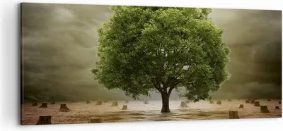 Produktbild von Bild auf Leinwand - Leinwandbild - Baum Feld Umwelt - 120x50cm - Wand Bild - Wanddeko - Wandbilder - Leinwanddruck - Bilder - Kunstdruck - Wanddekoration - Leinwand bilder - Wandkunst - AB120x50-2727