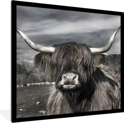 Produktbild von MuchoWow® Gerahmtes Poster Schottischer Highlander - Tiere - Hörner 40x40 cm - Poster mit Schwarzem Bilderrahmen Wandposter Rahmen Foto Bilder - Mit Rahmen - Wanddekoration Schlafzimmer