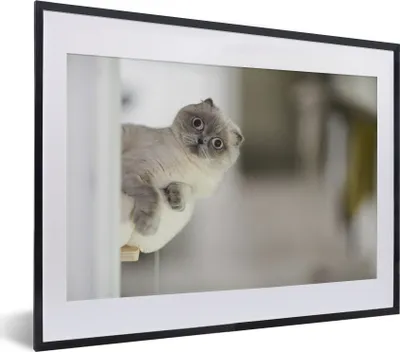 Produktbild von MuchoWow® MuchoWow® Gerahmtes Poster Katze - Tier - Wohnzimmer 40x30 cm - Poster mit zchwarzem Bilderrahmen - Bilderrahmen - Poster im Rahmen