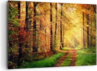 Produktbild von Bild auf Leinwand - Leinwandbild - Wald Baum Natur - 120x80cm - Wand Bild - Wanddeko - Wandbilder - Leinwanddruck - Bilder - Kunstdruck - Wanddekoration - Leinwand bilder - Wandkunst - AA120x80-3718