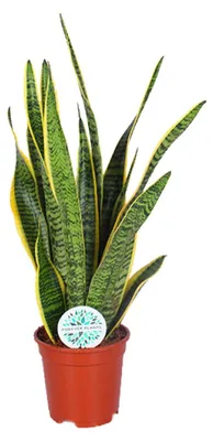 Zdjęcie produktu dla Sansevieria trifasciata Laurentii - 45-55cm - Ø17cm - Roślina doniczkowa - Zimozielony - Kaktusy i sukulenty