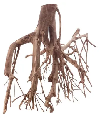 Produktbild von Aquarium Wurzel XL Holz Unikat, filigran, 53x33x54cm, schnell sinkend