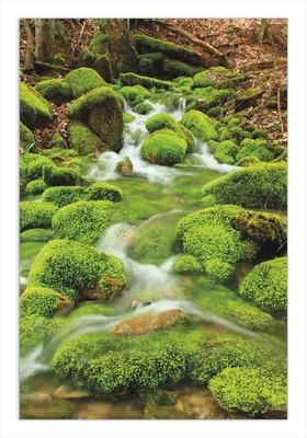 Produktbild von Wallario Wandbild Moosiger Bach, Größe: 61 x 91,5 cm, Poster mit rahmenlosen Bildhalter