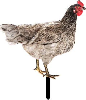 Produktbild von Rooster Decor Realistische lebensechte dekorative doppelseitige Druck Acrylgarten Statue Huhn für Garten-B