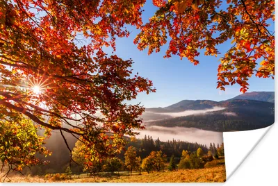 Produktbild von MuchoWow® Poster Herbst - Baum - Licht 60x40 cm - Schlafzimmerdekoration