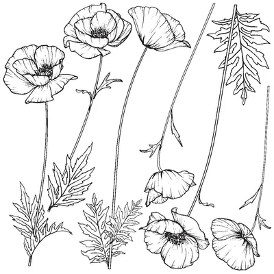Image de Autocollant mural – Coquelicots – Fond transparent – 90 x 90 cm
