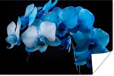 Produktbild von MuchoWow® Poster Blaue Orchidee vor einem schwarzen Hintergrund 180x120 cm - Fotoplakat