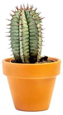 Obrázek produktu pro Gardners Euphorbia Horrida, průměr 6 cm