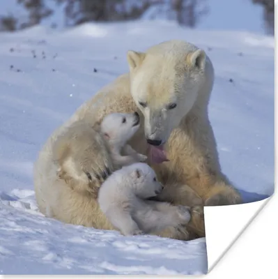Produktbild von MuchoWow® Poster Eisbär - Baby - Schnee 50x50 cm - Wohnzimmerdekoration