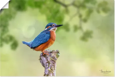 Produktbild von ARTland Poster Eisvogel I Größe: 60x40 cm