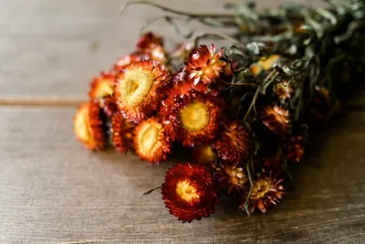Produktbild von Helichrysum, naturbelassen, in Rot, im Bund, Länge ca. 50cm