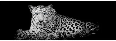 Image de Tableau sur toile léopard couché 30x97 cm, Tableau mural moderne pour décoration intérieure
