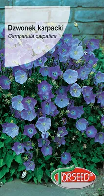 Produktbild von Karpatenglockenblume Samen 0.5g - Torseed