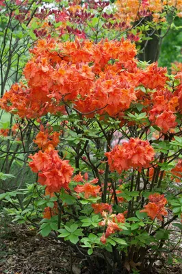 Produktbild von Rhododendron luteum 'Gibraltar', gelb-orange, 40–50 cm