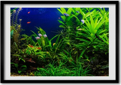 Produktbild von Bild - Bilderrahmen - 100 cm x 70 cm - MDF - Rahmen - Foto - Wandkunst Fische in einem Aquarium
