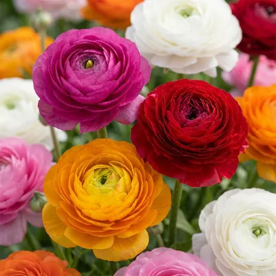 Image de Green boutiQ - Bloembollen - Ranunculus Mix - Diversen Kleuren - 40 stuks - Bolmaat 5/6 - XXL Pack