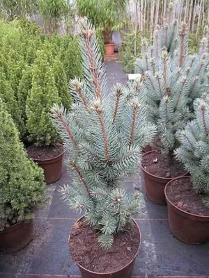 Produktbild von Stechfichte Iseli Fastigiata - Picea pungens Iseli Fastigiata 30-40cm